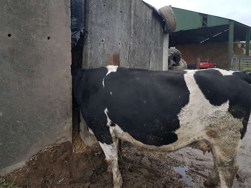 Oaktree Vets Trim / Padraig Farrell Vets